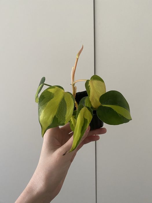 Бразил биазил лиана