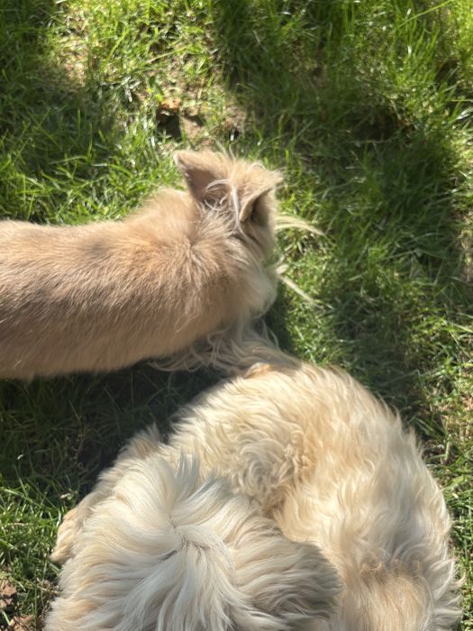 iepure pitic de companie