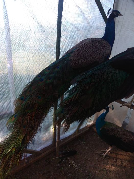 Спешно! Продавам тригодишни пауни два   мъжки и един женски      250 е