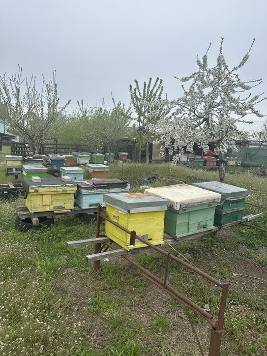 Familii albine 4-5 rame puiet