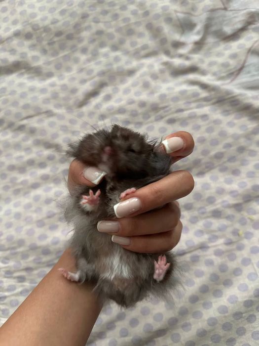 Продам сирийских хомячков в хорошие руки