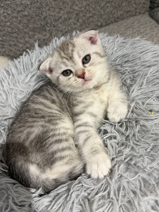 Shotland quloqdor mushukchasi (Scottish Fold) sotiladi