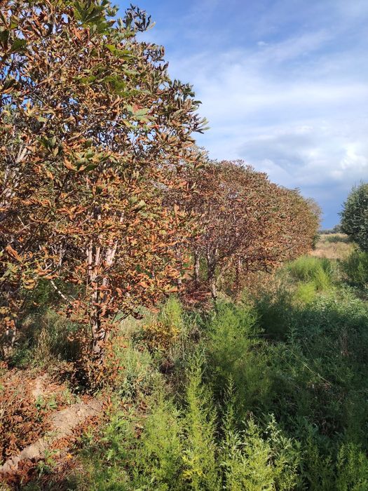 Каштан крупномер формированный