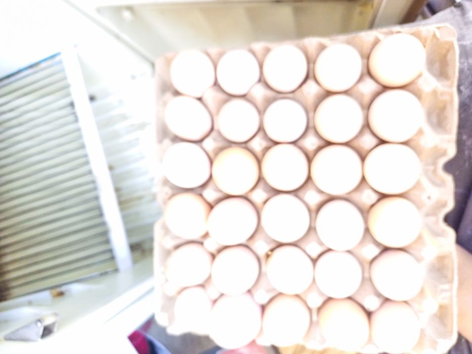 Brams tovuq tugunlari sotiladi