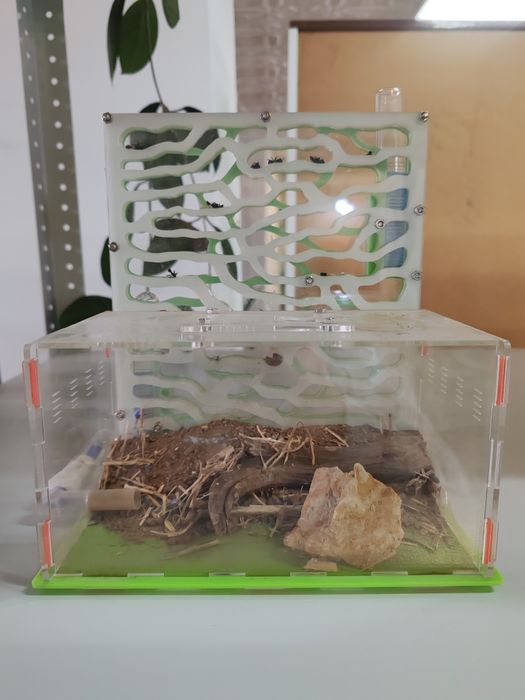 Формикарий для муравьёв