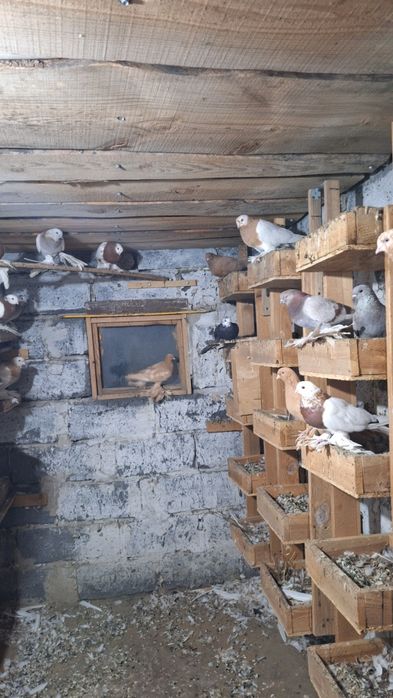 Продам  голубей  лахманогие    цена     10  000