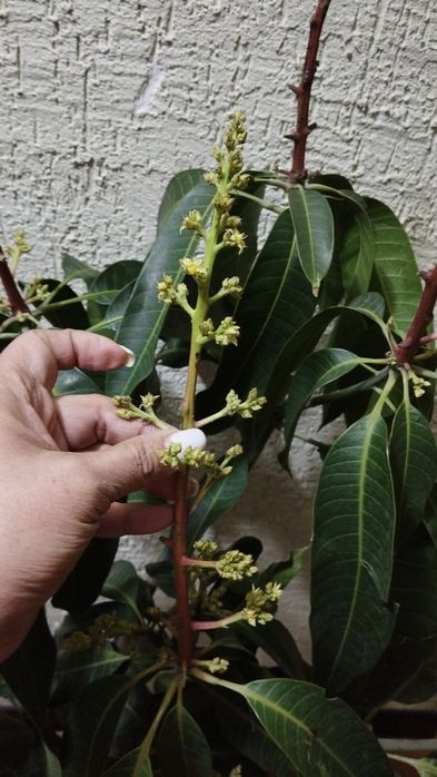 Манго плодоносящий цветущий