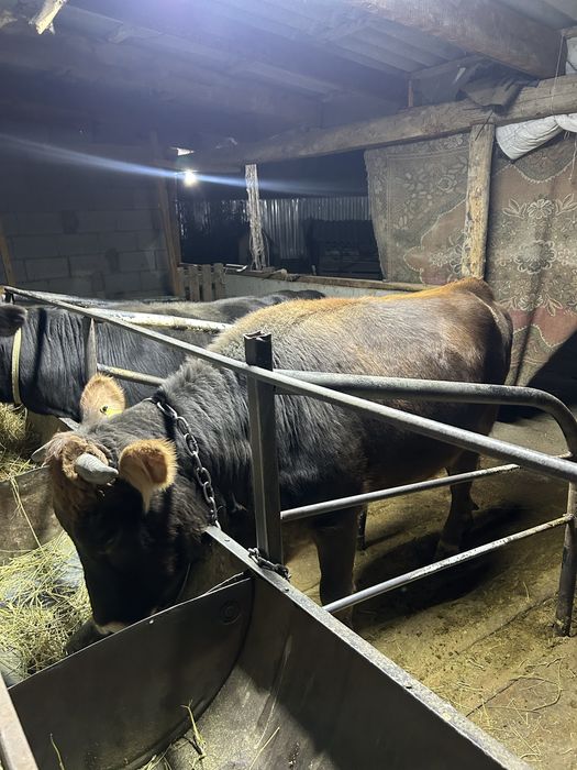 Қунажын сатылады