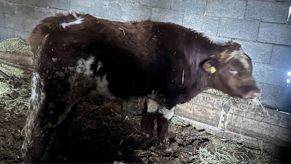 Екі жасар бұқа сатылады