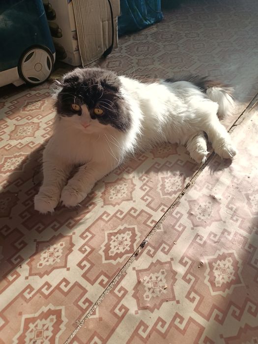 Вислоухий котик ищет невесту