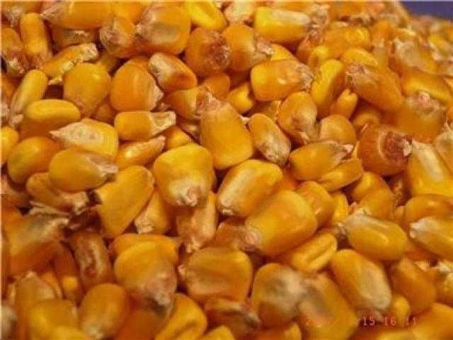 Porumb Boabe - Uscat