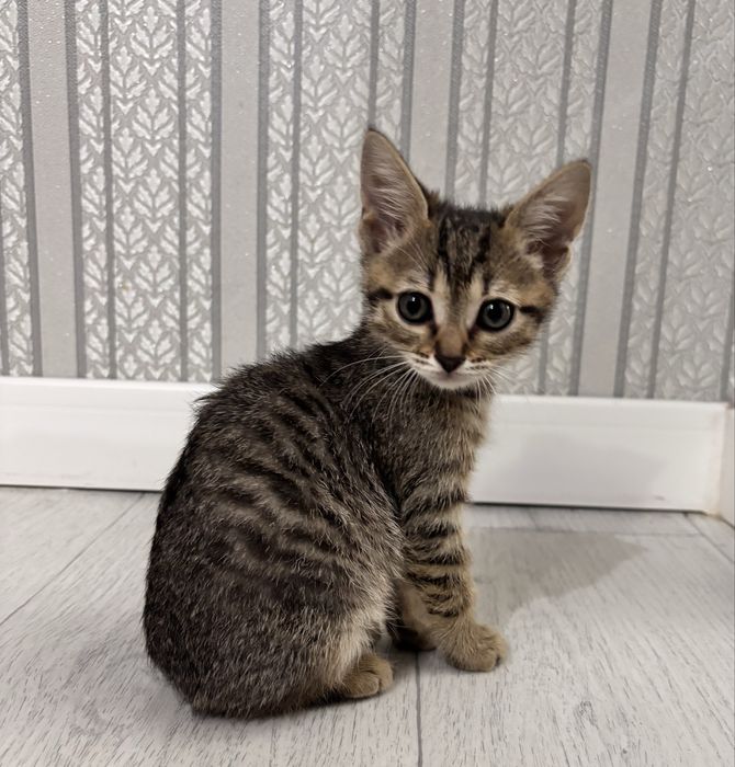 Отдам в хорошие руки ! Котенка ! Бесплатно …