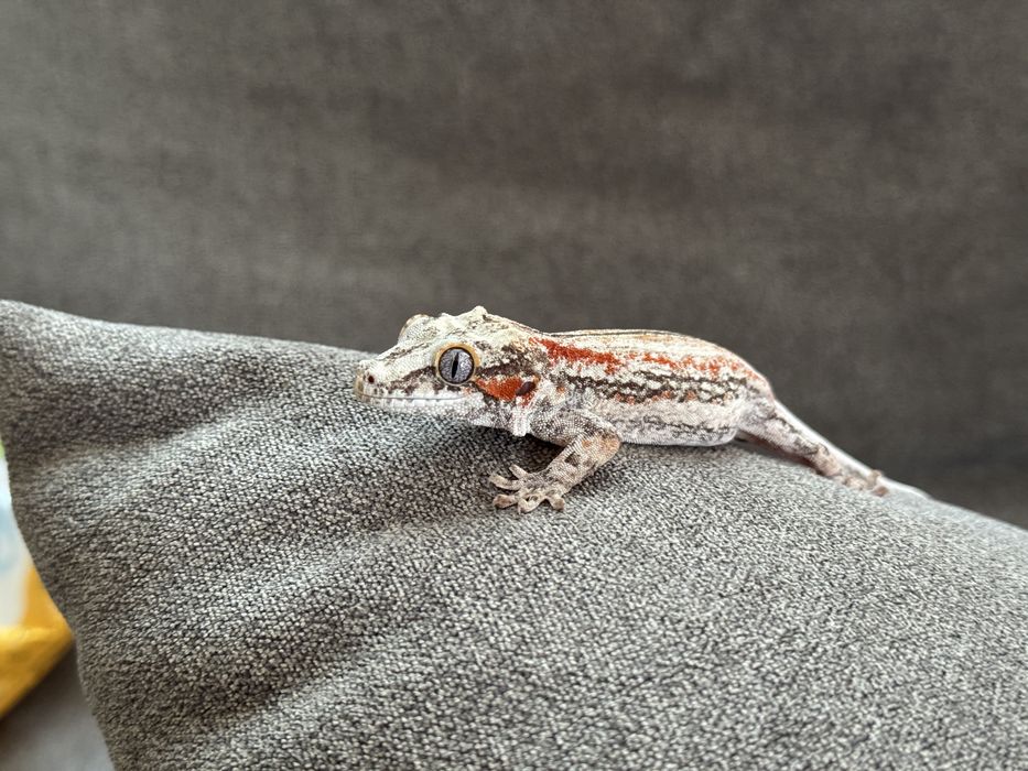 Ушат Гекон / Rhacodactylus auriculatus