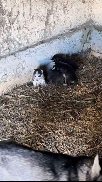 Сибрикий Хаски Болалари Сотилади 2 Та Кузи Бир Хил Кук Ранг