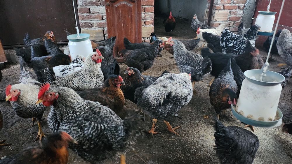 Петли супер харко на 5 месеца