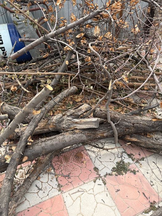 Отдам дерево для розжига плодовое