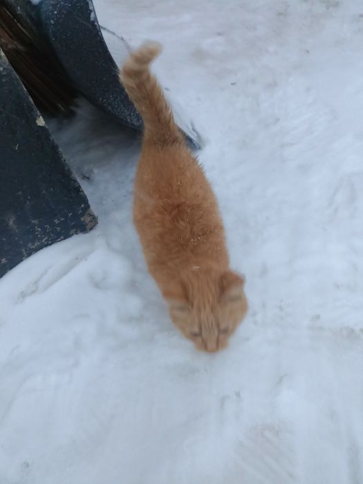 Отдам котенка в хорошие руки