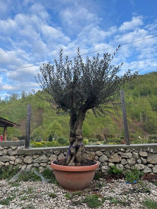 Măslini premium pentru exterior | Livrare și montaj profesionist