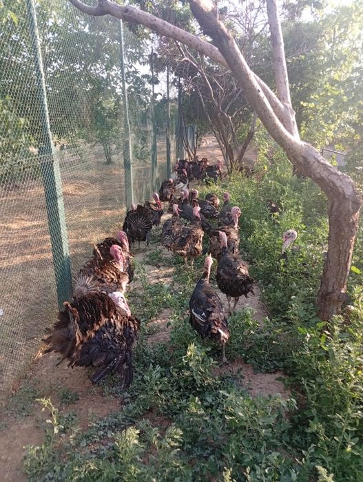 Продаются индюки