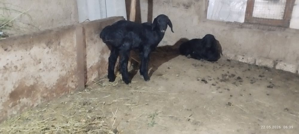 2 та кузи кучкор сотлади Узун зотор срочно сотлади утга кирган пул зар