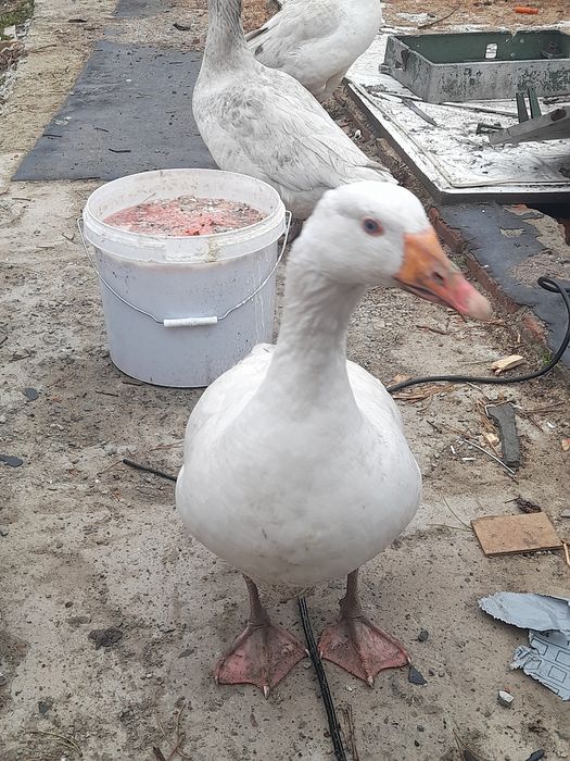 Срочно продам 13 гусей живьём