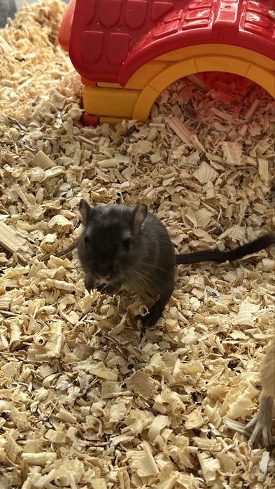 Donez Pui de Gerbil + Adulti