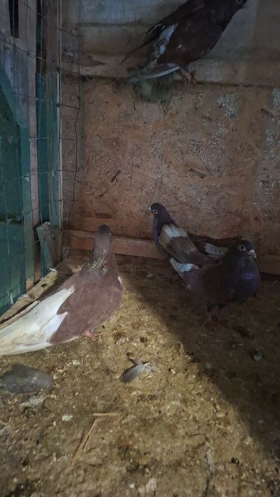 Porumbei 40 de lei bucata!