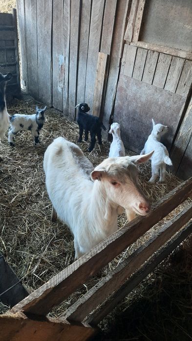 Vand capre cu cate 2 iezi