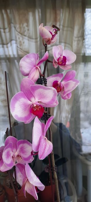 орхидея уже отцвела поэтому со скидкой высокая крупные цветы 2 стрел