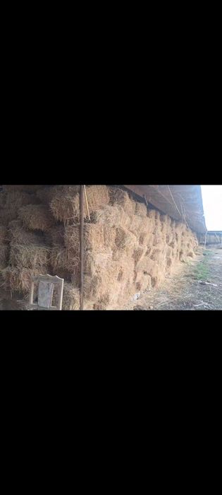 Беда ва бугдой сомон сотилади