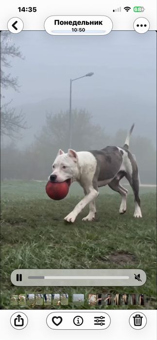 Продам щенка стаф