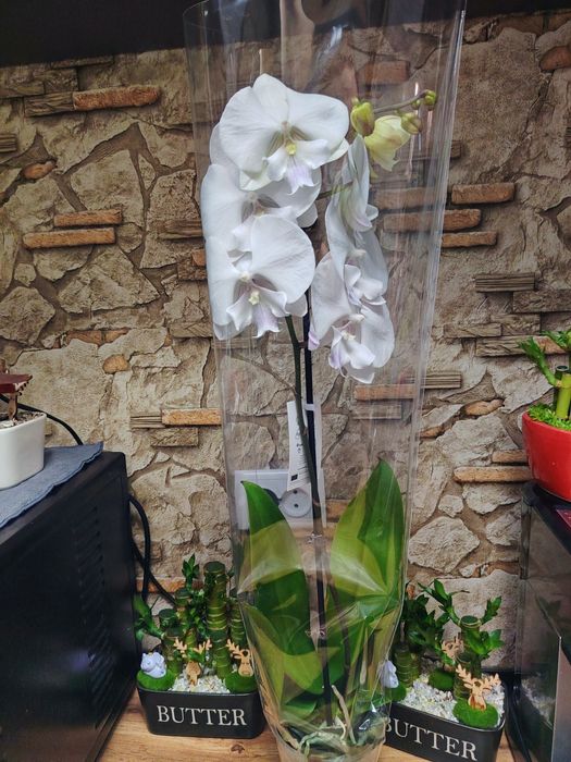 Орхидей Big Lip Голландия