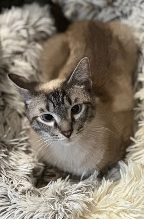 Тайский котик Барни