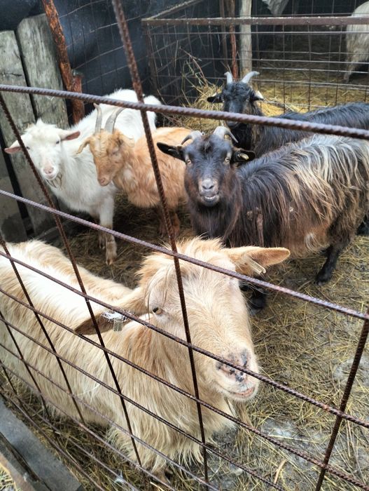 Capre tinere 1–4 ani de vânzare