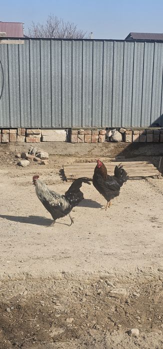 Кораз сатам арзан бағада