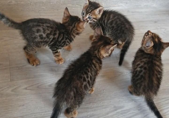 Отдам котят  бенгалские