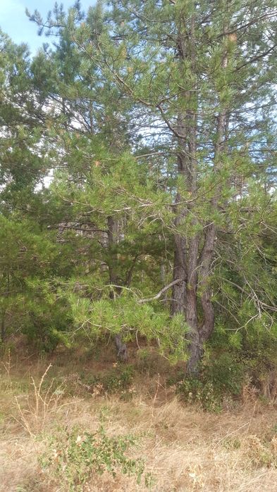 Продава се Земеделски имот в с. Оряхово, Област Хасково -  кв.м за 2000 €/дка - Снимка #3