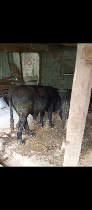 Продам Бычков шесть голов.