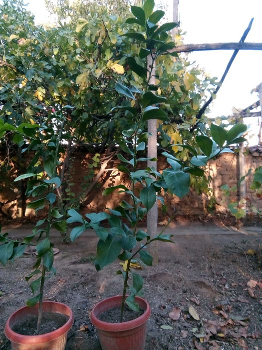 Лимонови дръвчета