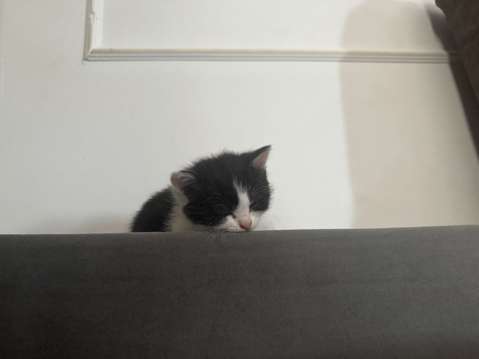 Отдам котенка игривая девочка