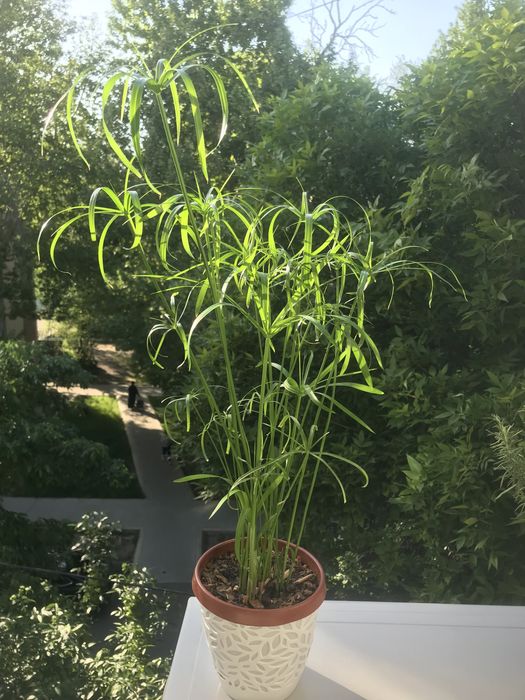 Комнатные цветы недорого