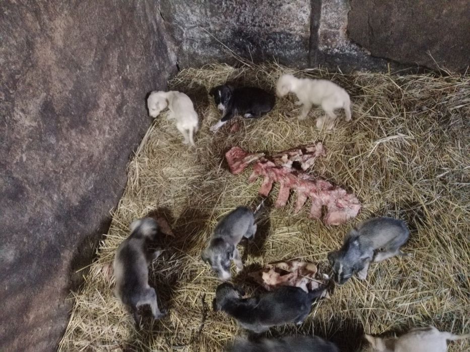 Продам щенков тазы