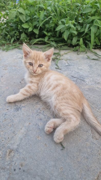 котята бесплатно