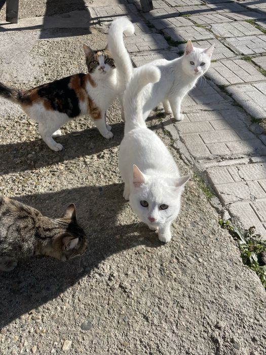 Подарявам котета