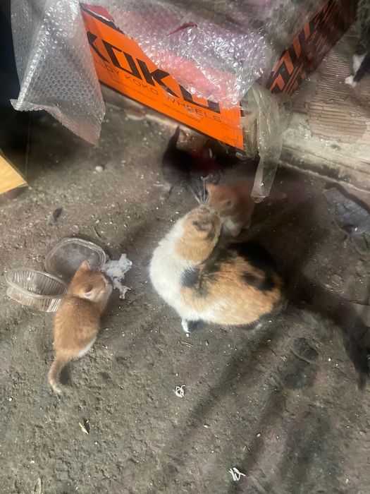 Котята ищут дом и хороших хозяев