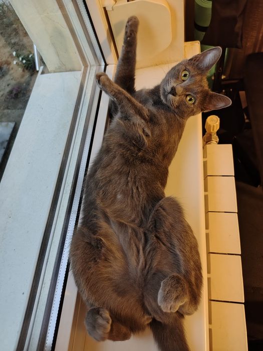 Adopție pisici un an si 6 luni sterilizate