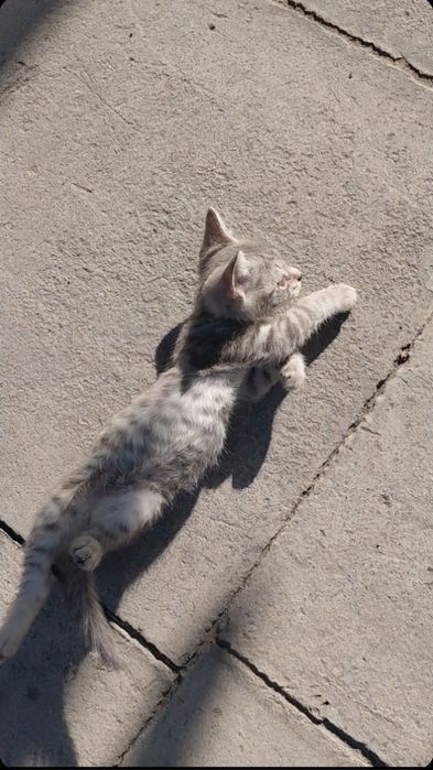 Котята ищут дом, мальчик и девочка
