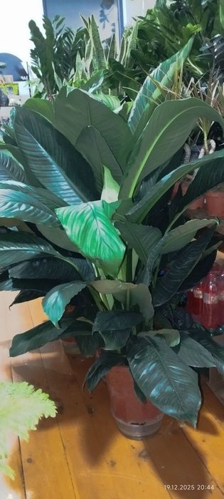 Спатифилум сенсация гигант