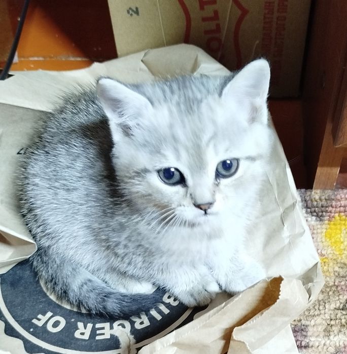 Продаются котята