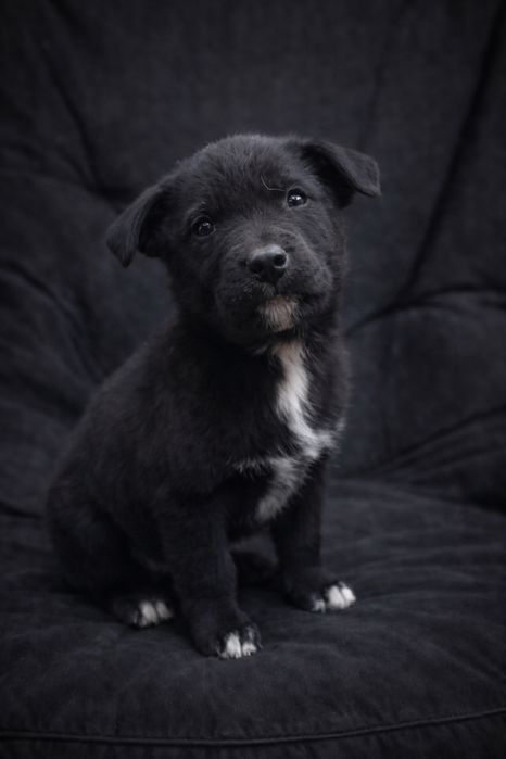 Щенки звоночки очень красивые